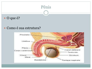 Pênis
 O que é?
 Como é sua estrutura?
 
