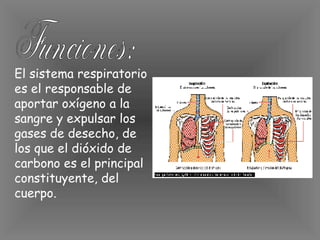 El sistema respiratorio es el responsable de aportar oxígeno a la sangre y expulsar los gases de desecho, de los que el dióxido de carbono es el principal constituyente, del cuerpo.   Funciones: 