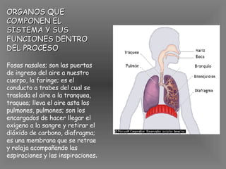 ORGANOS QUE COMPONEN EL SISTEMA Y SUS FUNCIONES DENTRO DEL PROCESO Fosas nasales; son las puertas de ingreso del aire a nuestro cuerpo, la faringe; es el conducto a trabes del cual se traslada el aire a la tranquea, traquea; lleva el aire asta los pulmones, pulmones; son los encargados de hacer llegar el oxigeno a la sangre y retirar el dióxido de carbono, diafragma; es una membrana que se retrae y relaja acompañando las espiraciones y las inspiraciones .                                   