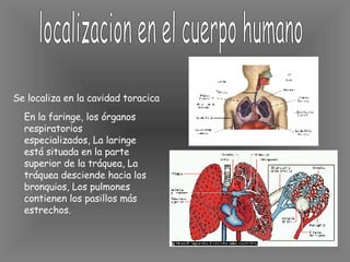 localizacion en el cuerpo humano Se localiza en la cavidad toracica En la faringe, los órganos respiratorios especializados, La laringe está situada en la parte superior de la tráquea, La tráquea desciende hacia los bronquios, Los pulmones contienen los pasillos más estrechos.   