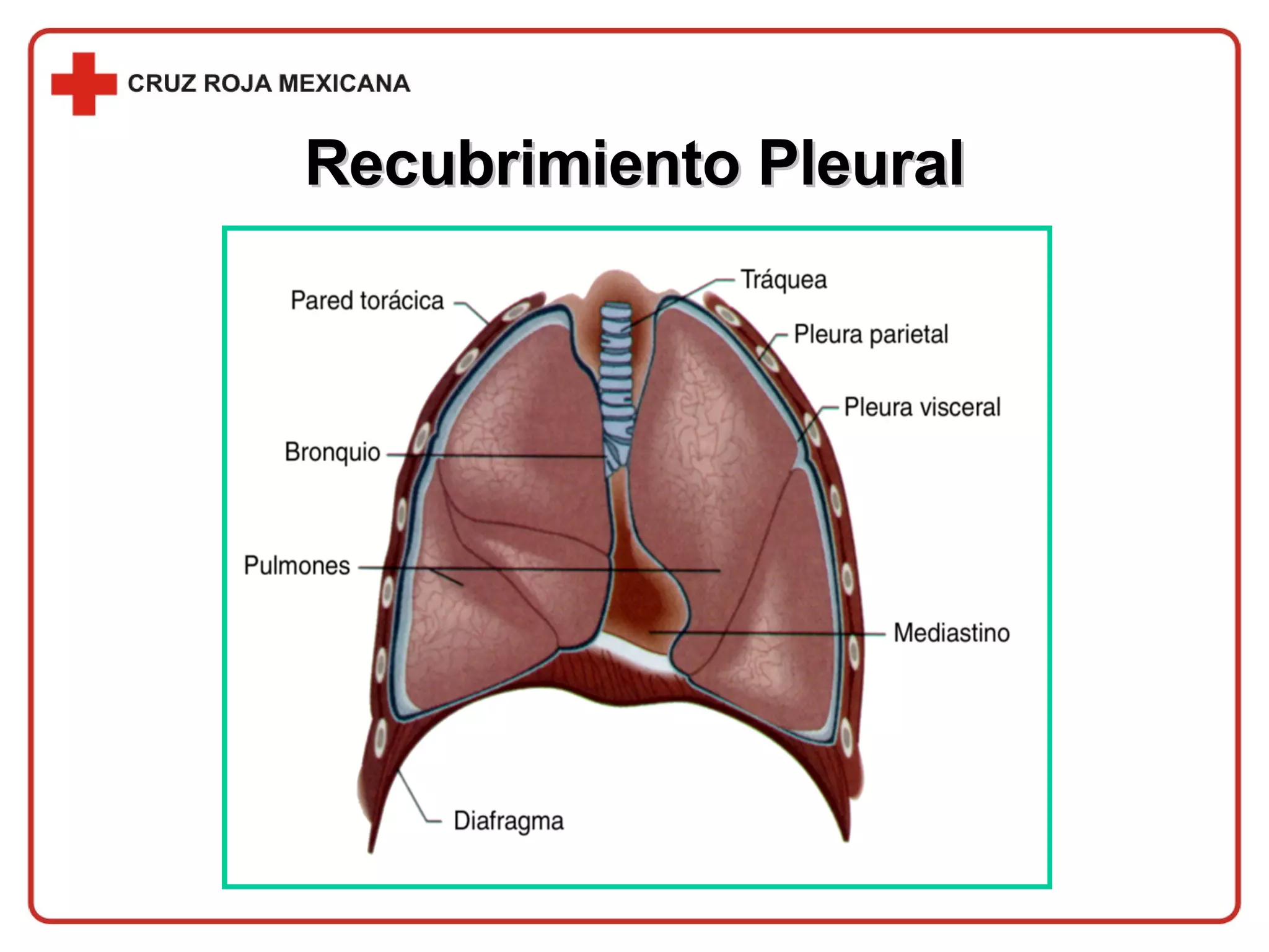 Recubrimiento Pleural 