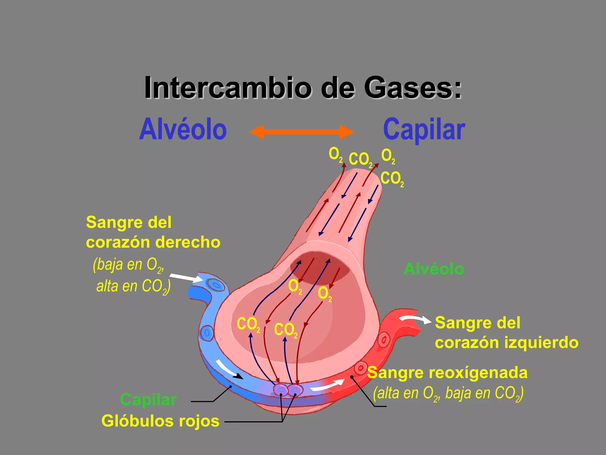 Intercambio de Gases: Alvéolo Sangre del  corazón derecho Sangre reoxígenada Sangre del  corazón izquierdo Glóbulos rojos Capilar (baja en O 2 , alta en CO 2 ) (alta en O 2 , baja en CO 2 ) O 2 CO 2 CO 2 CO 2 CO 2 O 2 O 2 O 2 Alvéolo  Capilar . 