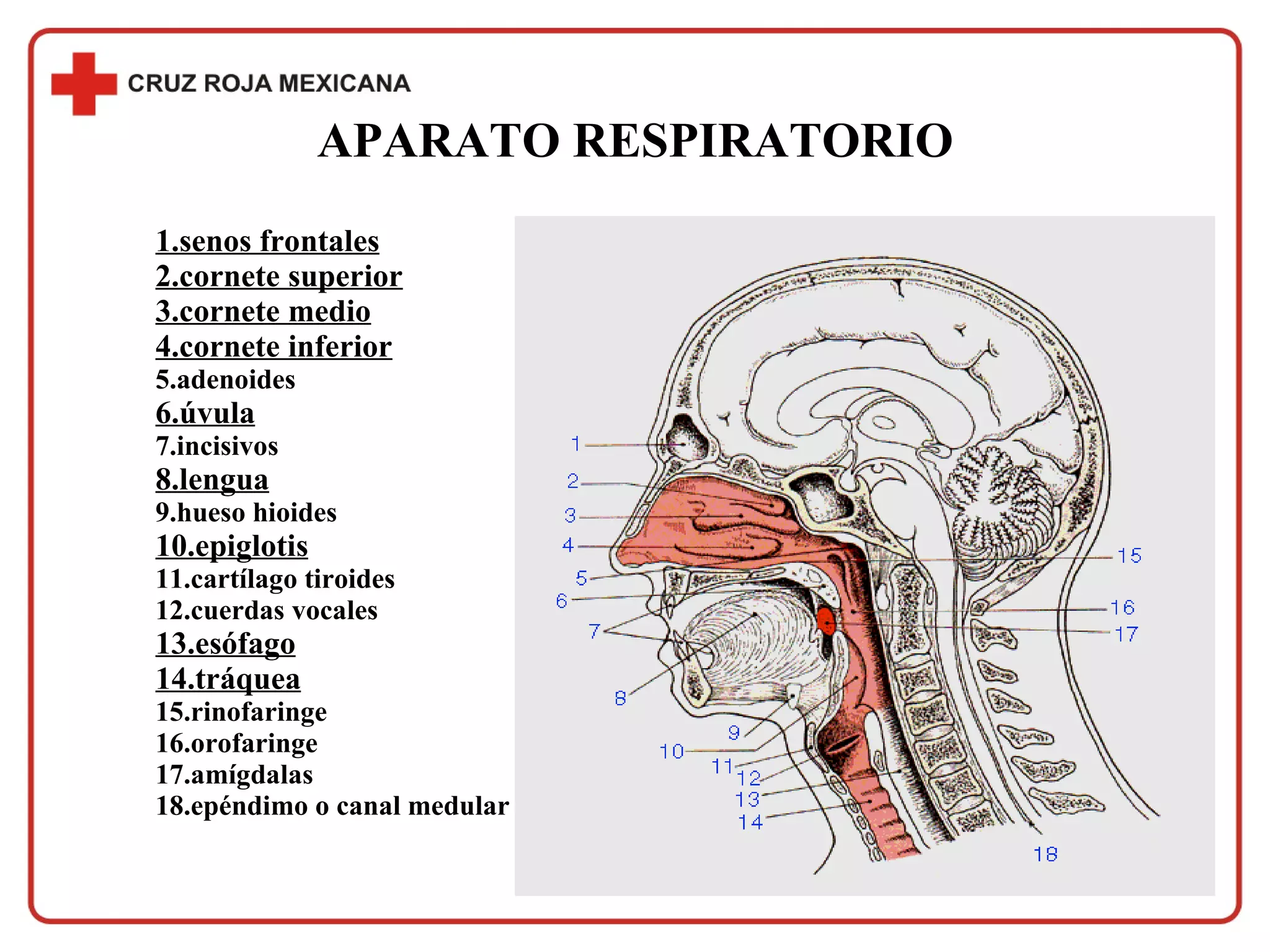 APARATO RESPIRATORIO 1.senos frontales 2.cornete superior 3.cornete medio 4.cornete inferior 5.adenoides 6.úvula 7.incisivos 8.lengua 9.hueso hioides 10.epiglotis 11.cartílago tiroides 12.cuerdas vocales 13.esófago 14.tráquea 15.rinofaringe 16.orofaringe 17.amígdalas 18.epéndimo o canal medular 