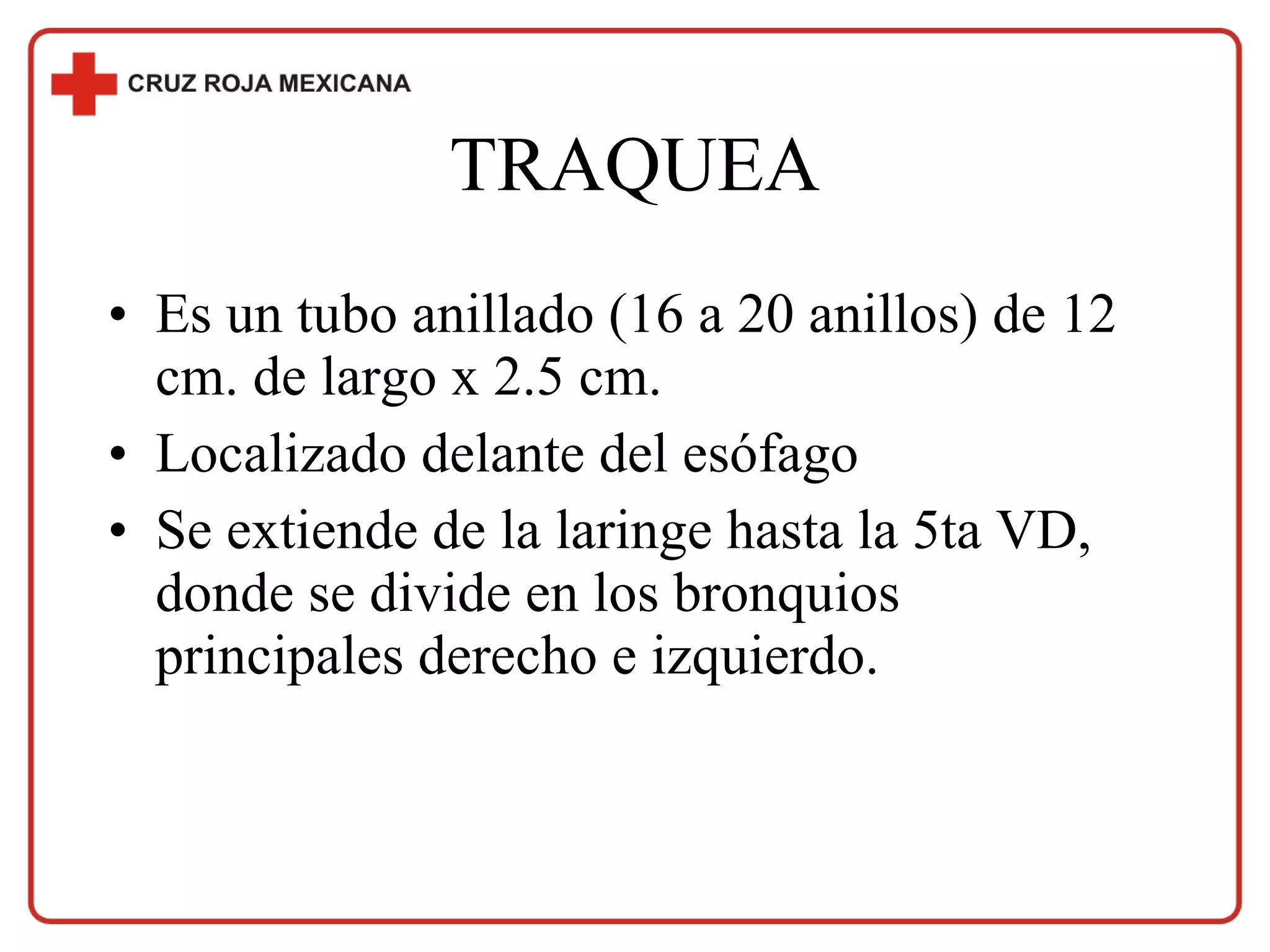 TRAQUEA Es un tubo anillado (16 a 20 anillos) de 12 cm. de largo x 2.5 cm. Localizado delante del esófago Se extiende de la laringe hasta la 5ta VD, donde se divide en los bronquios principales derecho e izquierdo. 