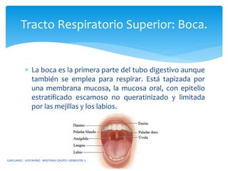  La boca es la primera parte del tubo digestivo aunque
también se emplea para respirar. Está tapizada por
una membrana mucosa, la mucosa oral, con epitelio
estratificado escamoso no queratinizado y limitada
por las mejillas y los labios.
Tracto Respiratorio Superior: Boca.
GAVILANEZ - JUSTAVINO - BASTIDAS GRUPO 1 SEMESTRE 2
 