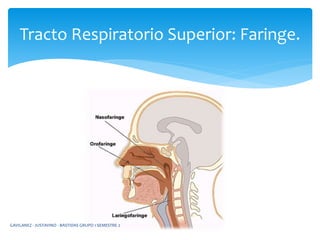 Tracto Respiratorio Superior: Faringe.
GAVILANEZ - JUSTAVINO - BASTIDAS GRUPO 1 SEMESTRE 2
 