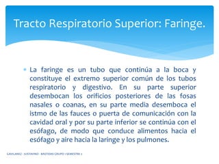 La faringe es un tubo que continúa a la boca y
constituye el extremo superior común de los tubos
respiratorio y digestivo. En su parte superior
desembocan los orificios posteriores de las fosas
nasales o coanas, en su parte media desemboca el
istmo de las fauces o puerta de comunicación con la
cavidad oral y por su parte inferior se continúa con el
esófago, de modo que conduce alimentos hacia el
esófago y aire hacia la laringe y los pulmones.
Tracto Respiratorio Superior: Faringe.
GAVILANEZ - JUSTAVINO - BASTIDAS GRUPO 1 SEMESTRE 2
 