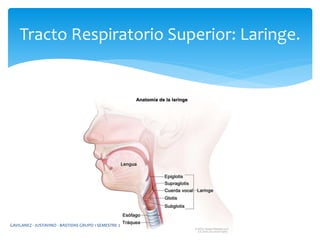 Tracto Respiratorio Superior: Laringe.
GAVILANEZ - JUSTAVINO - BASTIDAS GRUPO 1 SEMESTRE 2
 