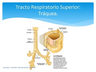 Tracto Respiratorio Superior:
Tráquea.
GAVILANEZ - JUSTAVINO - BASTIDAS GRUPO 1 SEMESTRE 2
 