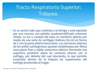  Es un ancho tubo que continúa a la laringe y está tapizado
por una mucosa con epitelio seudoestratificado columnar
ciliado. La luz o cavidad del tubo se mantiene abierta por
medio de una serie de cartílagos hialinos (16-20) en forma
de C con la parte abierta hacia atrás. Los extremos abiertos
de los anillos cartilaginosos quedan estabilizados por fibras
musculares lisas y tejido conjuntivo elástico formando una
superficie posterior plana en contacto directo con el
esófago, por delante del cual desciende, lo que permite
acomodar dentro de la tráquea las expansiones del
esófago producidas al tragar.
Tracto Respiratorio Superior:
Tráquea.
GAVILANEZ - JUSTAVINO - BASTIDAS GRUPO 1 SEMESTRE 2
 