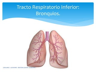 Tracto Respiratorio Inferior:
Bronquios.
GAVILANEZ - JUSTAVINO - BASTIDAS GRUPO 1 SEMESTRE 2
 
