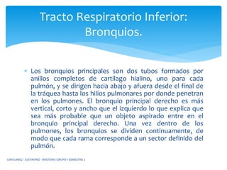  Los bronquios principales son dos tubos formados por
anillos completos de cartílago hialino, uno para cada
pulmón, y se dirigen hacia abajo y afuera desde el final de
la tráquea hasta los hilios pulmonares por donde penetran
en los pulmones. El bronquio principal derecho es más
vertical, corto y ancho que el izquierdo lo que explica que
sea más probable que un objeto aspirado entre en el
bronquio principal derecho. Una vez dentro de los
pulmones, los bronquios se dividen continuamente, de
modo que cada rama corresponde a un sector definido del
pulmón.
Tracto Respiratorio Inferior:
Bronquios.
GAVILANEZ - JUSTAVINO - BASTIDAS GRUPO 1 SEMESTRE 2
 