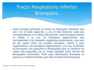  Cada bronquio principal se divide en bronquios lobulares que
son 2 en el lado izquierdo y 3 en el lado derecho, cada uno
correspondiente a un lóbulo del pulmón. Cada bronquio lobular
se divide, a su vez, en bronquios segmentarios que
corresponden a los llamados segmentos pulmonares, cada uno
de los cuales tiene sus propios bronquio, arteria y vena
segmentarios. Los bronquios segmentarios, a su vez, se dividen
en bronquios más pequeños o bronquíolos que se ramifican en
tubos más pequeños, de un modo repetido hasta formar los
bronquíolos terminales. Toda esta ramificación bronquial se
parece a un árbol invertido y por ello se llama árbol bronquial.
Tracto Respiratorio Inferior:
Bronquios.
GAVILANEZ - JUSTAVINO - BASTIDAS GRUPO 1 SEMESTRE 2
 