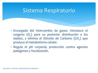  Encargado del intercambio de gases. Introduce el
oxigeno (O2) para su posterior distribución a los
tejidos, y elimina el Dióxido de Carbono (CO2) que
produce el metabolismo celular.
 Regula el pH corporal, protección contra agentes
patógenos y Vocalización.
Sistema Respiratorio
GAVILANEZ - JUSTAVINO - BASTIDAS GRUPO 1 SEMESTRE 2
 