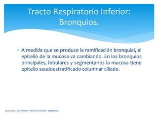  A medida que se produce la ramificación bronquial, el
epitelio de la mucosa va cambiando. En los bronquios
principales, lobulares y segmentarios la mucosa tiene
epitelio seudoestratificado columnar ciliado.
Tracto Respiratorio Inferior:
Bronquios.
GAVILANEZ - JUSTAVINO - BASTIDAS GRUPO 1 SEMESTRE 2
 