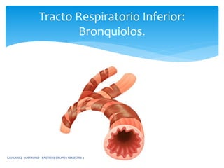 Tracto Respiratorio Inferior:
Bronquiolos.
GAVILANEZ - JUSTAVINO - BASTIDAS GRUPO 1 SEMESTRE 2
 