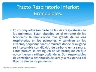  Los bronquiolos son parte de las vías respiratorias en
los pulmones. Están situados en el extremo de los
bronquios, la ramificación más grande de las vías
respiratorias en los pulmones, y terminan en los
alvéolos, pequeños sacos circulares donde el oxígeno
se intercambia con dióxido de carbono en la sangre.
Estos pasajes se distinguen de los bronquios en que
no contienen cartílago o glándulas. Son responsables
de controlar la distribución del aire y la resistencia del
flujo de aire en los pulmones.
Tracto Respiratorio Inferior:
Bronquiolos.
GAVILANEZ - JUSTAVINO - BASTIDAS GRUPO 1 SEMESTRE 2
 