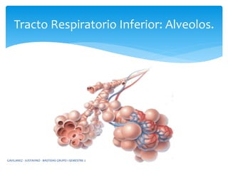 Tracto Respiratorio Inferior: Alveolos.
GAVILANEZ - JUSTAVINO - BASTIDAS GRUPO 1 SEMESTRE 2
 