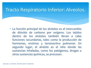  La función principal de los alvéolos es el intercambio
de dióxido de carbono por oxígeno. Los tejidos
dentro de los alvéolos también llevan a cabo
funciones secundarias, tales como la producción de
hormonas, enzimas y tensioactivo pulmonar. En
segundo lugar, el alvéolo es el sitio donde las
sustancias inhaladas, como los patógenos, drogas u
otras sustancias químicas, se procesan.
Tracto Respiratorio Inferior: Alveolos.
GAVILANEZ - JUSTAVINO - BASTIDAS GRUPO 1 SEMESTRE 2
 