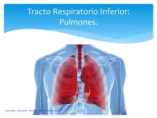 Tracto Respiratorio Inferior:
Pulmones.
GAVILANEZ - JUSTAVINO - BASTIDAS GRUPO 1 SEMESTRE 2
 