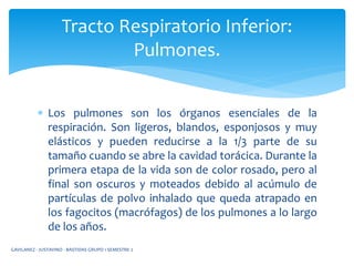  Los pulmones son los órganos esenciales de la
respiración. Son ligeros, blandos, esponjosos y muy
elásticos y pueden reducirse a la 1/3 parte de su
tamaño cuando se abre la cavidad torácica. Durante la
primera etapa de la vida son de color rosado, pero al
final son oscuros y moteados debido al acúmulo de
partículas de polvo inhalado que queda atrapado en
los fagocitos (macrófagos) de los pulmones a lo largo
de los años.
Tracto Respiratorio Inferior:
Pulmones.
GAVILANEZ - JUSTAVINO - BASTIDAS GRUPO 1 SEMESTRE 2
 