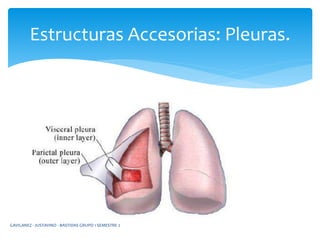 Estructuras Accesorias: Pleuras.
GAVILANEZ - JUSTAVINO - BASTIDAS GRUPO 1 SEMESTRE 2
 