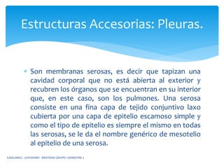  Son membranas serosas, es decir que tapizan una
cavidad corporal que no está abierta al exterior y
recubren los órganos que se encuentran en su interior
que, en este caso, son los pulmones. Una serosa
consiste en una fina capa de tejido conjuntivo laxo
cubierta por una capa de epitelio escamoso simple y
como el tipo de epitelio es siempre el mismo en todas
las serosas, se le da el nombre genérico de mesotelio
al epitelio de una serosa.
Estructuras Accesorias: Pleuras.
GAVILANEZ - JUSTAVINO - BASTIDAS GRUPO 1 SEMESTRE 2
 