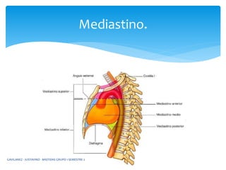 Mediastino.
GAVILANEZ - JUSTAVINO - BASTIDAS GRUPO 1 SEMESTRE 2
 