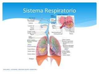 Sistema Respiratorio
GAVILANEZ - JUSTAVINO - BASTIDAS GRUPO 1 SEMESTRE 2
 