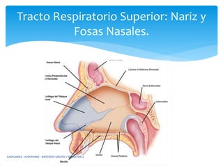 Tracto Respiratorio Superior: Nariz y
Fosas Nasales.
GAVILANEZ - JUSTAVINO - BASTIDAS GRUPO 1 SEMESTRE 2
 