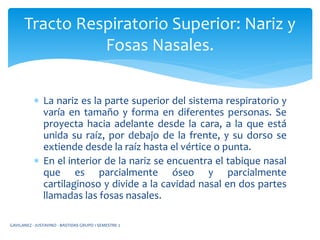  La nariz es la parte superior del sistema respiratorio y
varía en tamaño y forma en diferentes personas. Se
proyecta hacia adelante desde la cara, a la que está
unida su raíz, por debajo de la frente, y su dorso se
extiende desde la raíz hasta el vértice o punta.
 En el interior de la nariz se encuentra el tabique nasal
que es parcialmente óseo y parcialmente
cartilaginoso y divide a la cavidad nasal en dos partes
llamadas las fosas nasales.
Tracto Respiratorio Superior: Nariz y
Fosas Nasales.
GAVILANEZ - JUSTAVINO - BASTIDAS GRUPO 1 SEMESTRE 2
 