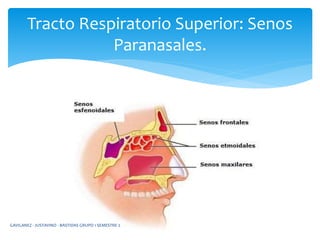 Tracto Respiratorio Superior: Senos
Paranasales.
GAVILANEZ - JUSTAVINO - BASTIDAS GRUPO 1 SEMESTRE 2
 