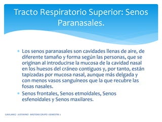  Los senos paranasales son cavidades llenas de aire, de
diferente tamaño y forma según las personas, que se
originan al introducirse la mucosa de la cavidad nasal
en los huesos del cráneo contiguos y, por tanto, están
tapizadas por mucosa nasal, aunque más delgada y
con menos vasos sanguíneos que la que recubre las
fosas nasales.
 Senos frontales, Senos etmoidales, Senos
esfenoidales y Senos maxilares.
Tracto Respiratorio Superior: Senos
Paranasales.
GAVILANEZ - JUSTAVINO - BASTIDAS GRUPO 1 SEMESTRE 2
 