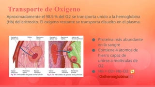exposicion del sistema respiratorio y sus componetes | PPTX