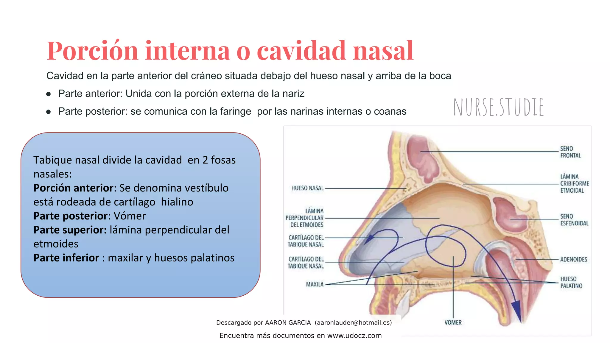 sistema-respiratorio-anatomia-y-fisiologia- | PDF