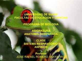 UNIVERSIDAD DE SUCRE FACULTAD DE EDUCACION Y CIENCIAS PROGRAMA DE BIOLOGIA ASIGNATURA ANATOMIA COMPARADA CLASE SISTEMA RESPIRATORIO  ANFIBIOS Profesor  JOSE RAFAEL ROMERO ANAYA .  MVZ . 