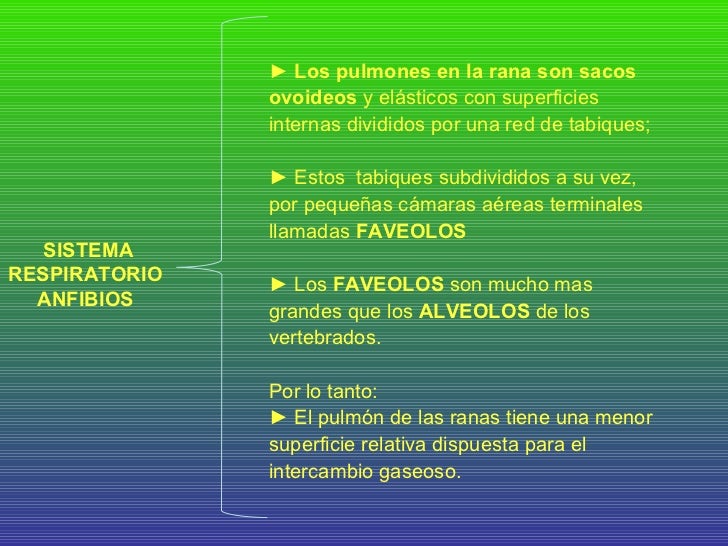 Sistema Respiratorio En Anfibios