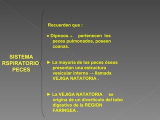 SISTEMA RSPIRATORIO  PECES Recuerden que : ●  Dipnoos  pertenecen  los peces pulmonados, poseen coanas. ►  La mayoría de los peces óseos presentan una estructura vesicular interna -> llamada VEJIGA NATATORIA . ►  La VEJIGA NATATORIA  se origina de un divertículo del tubo digestivo de la REGION FARINGEA . 