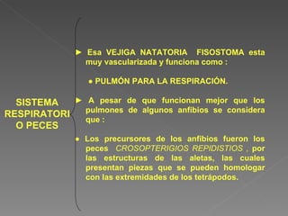 SISTEMA   RESPIRATORIO PECES ►  Esa VEJIGA NATATORIA  FISOSTOMA esta muy vascularizada y funciona como : ●  PULMÓN PARA LA RESPIRACIÓN. ►  A pesar de que funcionan mejor que los pulmones de algunos anfibios se considera que : ●  Los precursores de los anfibios fueron los peces  CROSOPTERIGIOS REPIDISTIOS ,  por las estructuras de las aletas, las cuales presentan piezas que se pueden homologar con las extremidades de los tetrápodos. 