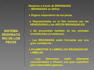 SISTEMA RESPIRATORIO DE LOS PECES Respiran a través de BRANQUIAS ->  BRANQUIAS se define: ↓ ●  Órgano respiratorio de los peces . ●  Representadas en el feto humano por las HENDIDURAS y los ARCOS BRANQUIALES. ●  Se encuentran también en los animales invertebrados (crustáceos) . ->  Las BRANQUIAS están formadas por una gran cantidad de : ●  FILAMENTOS O LAMINILLAS BRANQUIALES  LAMELAS. -> Los filamentos están altamente vascularizados y ofrecen una gran superficie para intercambio gaseoso . 