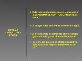 SISTEMA RSPIRATORIO  PECES ►  Este intercambio gaseoso se realiza por el MECANISMO DE CONTRACORRIENTE es decir, : ●  La sangre fluye en sentido contrario al agua. ●  De esta manera se garantiza el intercambio gaseoso o de gases altamente eficiente. ●  Este mecanismo es un eficaz dispositivo para extraer la mayor cantidad de 02 del H2O . 