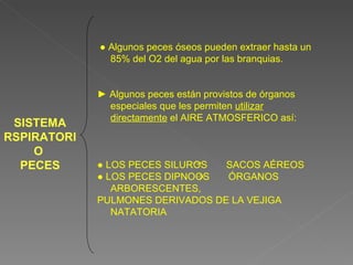 SISTEMA RSPIRATORIO  PECES ●  Algunos peces óseos pueden extraer hasta un 85% del O2 del agua por las branquias. ►  Algunos peces están provistos de órganos especiales que les permiten  utilizar directamente  el AIRE ATMOSFERICO así: ●  LOS PECES SILUROS  SACOS AÉREOS  ●  LOS PECES DIPNOOS  ÓRGANOS  ARBORESCENTES,  PULMONES DERIVADOS DE LA VEJIGA NATATORIA 