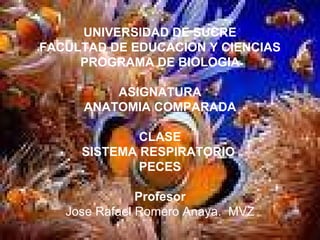 UNIVERSIDAD DE SUCRE FACULTAD DE EDUCACION Y CIENCIAS PROGRAMA DE BIOLOGIA ASIGNATURA ANATOMIA COMPARADA CLASE SISTEMA RESPIRATORIO  PECES Profesor Jose Rafael Romero Anaya.  MVZ 