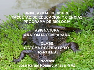 UNIVERSIDAD DE SUCRE FACULTAD DE EDUCACION Y CIENCIAS PROGRAMA DE BIOLOGIA ASIGNATURA ANATOM IA COMPARADA CLASE SISTEMA RESPIRATORIO  REPTILES Profesor José Rafael Romero Anaya. MVZ 