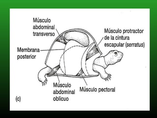 Sistema Respiratorio En Reptiles 12 320