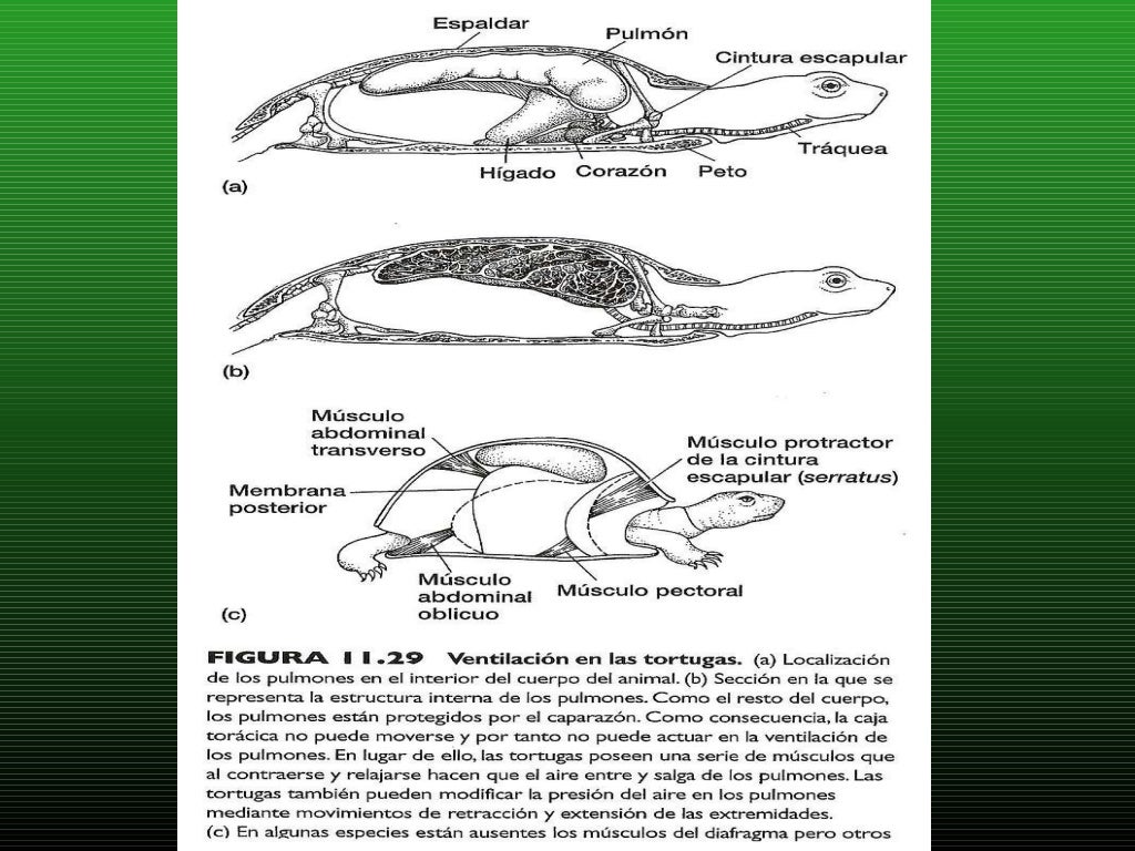 Sistema Respiratorio En Reptiles.