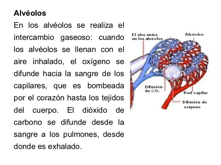 Sistema Respiratorio 1