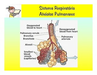 Sistema RespiratóRio