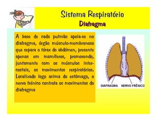 Sistema RespiratóRio