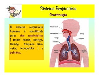Sistema RespiratóRio